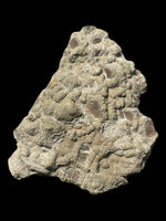 Ichthyosaur Paddle Digits - Lyme Regis, Dorset