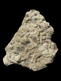 Ichthyosaur Paddle Digits - Lyme Regis, Dorset