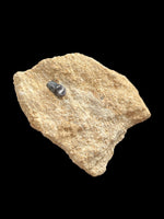Pycnodont Tooth - Ardley, Oxfordshire