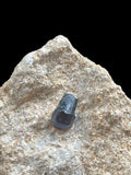 Pycnodont Tooth - Ardley, Oxfordshire