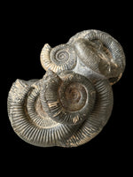 Dactylioceras Semicelatum and Phragmocone - Crosby Warren, Scunthorpe