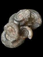Dactylioceras Semicelatum and Phragmocone - Crosby Warren, Scunthorpe