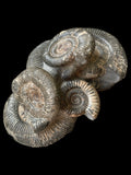 Dactylioceras Semicelatum and Phragmocone - Crosby Warren, Scunthorpe
