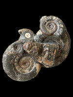 Dactylioceras Semicelatum and Phragmocone - Crosby Warren, Scunthorpe