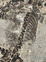 Permian Reptile (Barasaurus) Positive/Negative - Madagascar