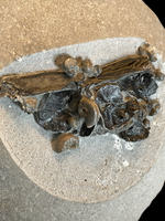 Saurorhynchus (Fish) Cranium in Nodule - Black Ven, Lyme Regis