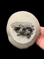 Saurorhynchus (Fish) Cranium in Nodule - Black Ven, Lyme Regis