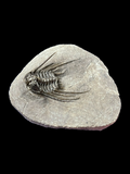 Trilobite (Leonaspis) - Atlas Mountains, Morocco