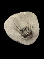 Trilobite (Leonaspis) - Atlas Mountains, Morocco