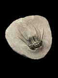 Trilobite (Leonaspis) - Atlas Mountains, Morocco