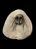 Trilobite (Leonaspis) - Atlas Mountains, Morocco