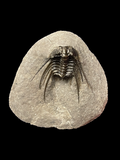Trilobite (Leonaspis) - Atlas Mountains, Morocco