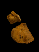 Cave Bear Wrist Bones - Gondenans-les-Moulins, France