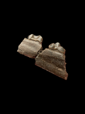 Palaeotherium Jaw - La Débruge, France