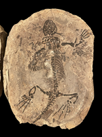 Permian Reptile (Barasaurus) Positive/Negative - Madagascar