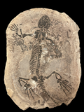 Permian Reptile (Barasaurus) Positive/Negative - Madagascar